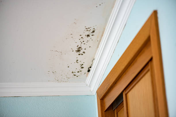 Best HVAC Mold Remediation in Rutledge, TN