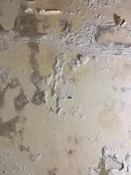 Best Bathroom Mold Remediation in Rutledge, TN